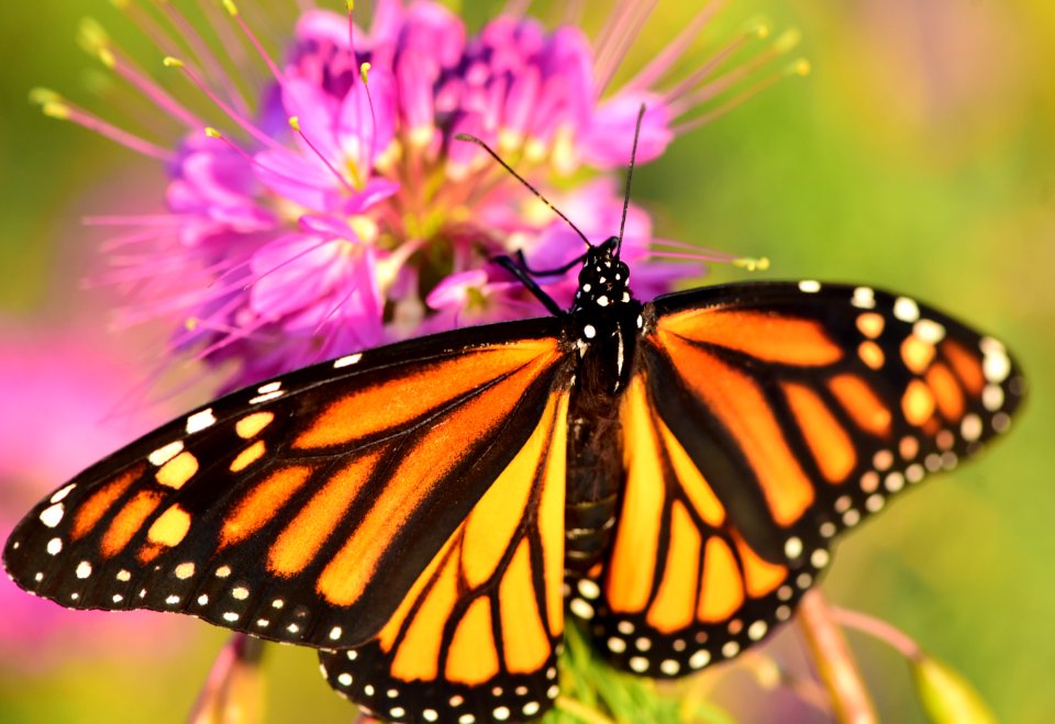 Monarch butterfly at Seedskadee National Wildlife Refuge (51404277231)