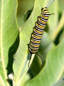 Monarch caterpillar at Seedskadee National Wildlife Refuge (51371234495)