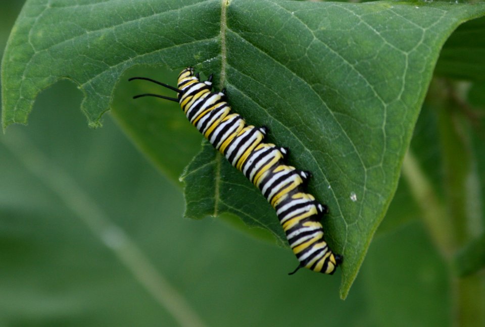 Monarch caterapillar (1352752290)