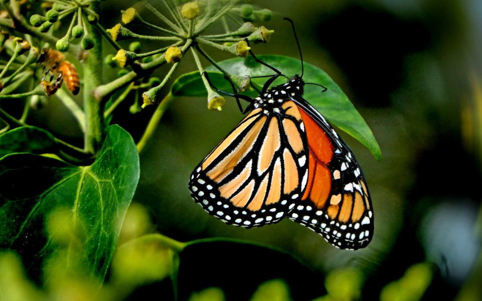 Monarch. (49996630167)