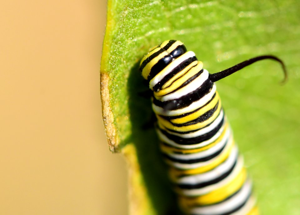 Monarch caterpillar at Seedskadee National Wildlife Refuge (51405170424)