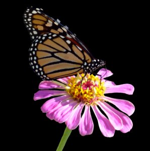 Monarch on Pink Zinnia (47555882991)