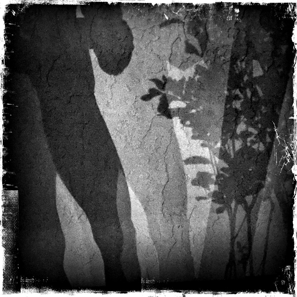 Moon Shadow (51005319713)