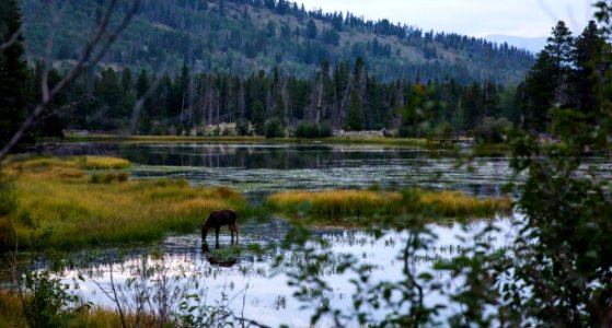Moose and calf at Rocky Mountain National Park (29558863897) photo