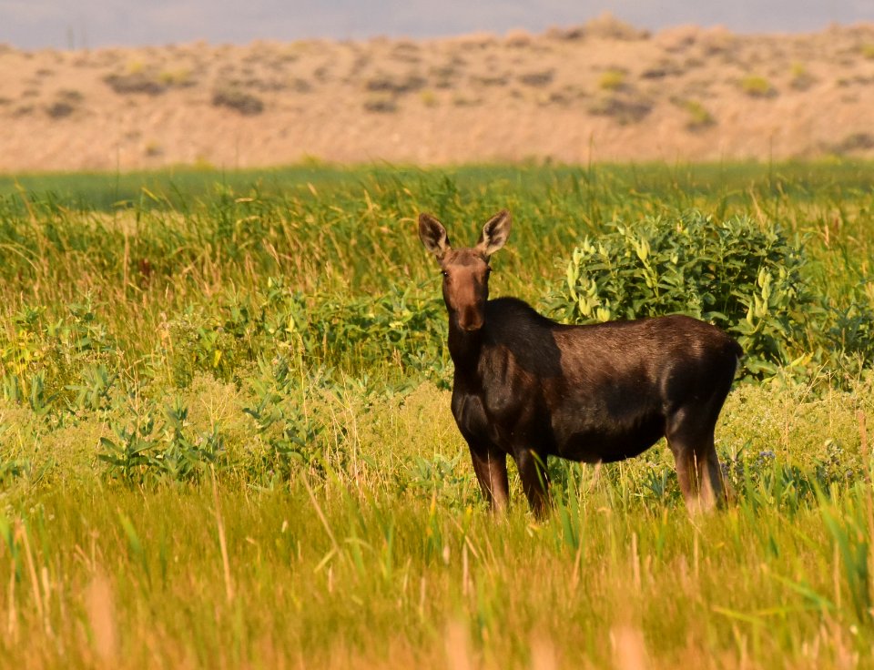 Moose at Seedskadee National Wildlife Refuge (51373498067)