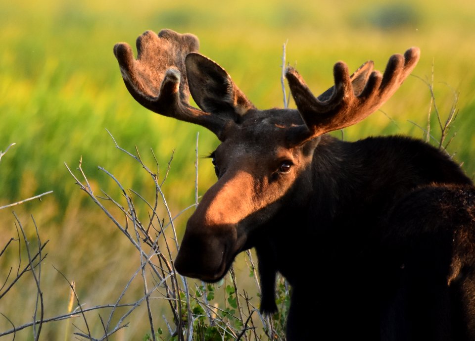 Moose at Seedskadee National Wildlife Refuge (51374263851)
