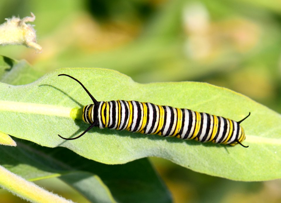Monarch caterpillar at Seedskadee National Wildlife Refuge (51369474907)