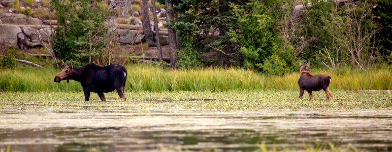 Moose and calf at Rocky Mountain National Park (44496294411) photo