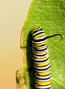 Monarch caterpillar at Seedskadee National Wildlife Refuge (51404680138)
