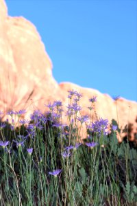 Morning Flowers (35290692990)
