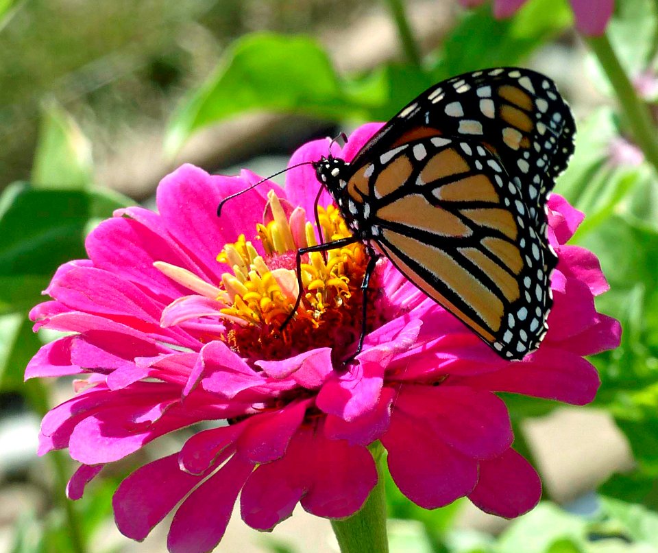 Monarch On Pink Zinnia (47744203432)