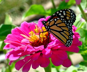 Monarch On Pink Zinnia (47744203432) photo