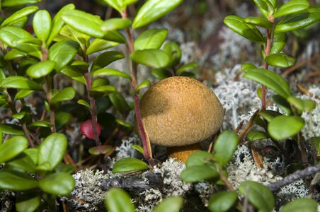 Boletus yanao macro