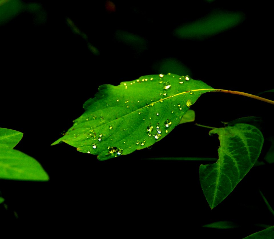 Morning Diamonds ( Dew On Leaf) Explored 6-13-20 - Flickr - mrksteele04