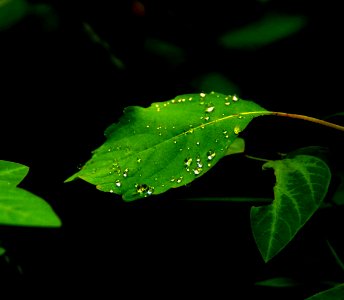Morning Diamonds ( Dew On Leaf) Explored 6-13-20 - Flickr - mrksteele04