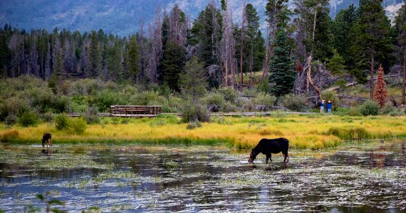 Moose and calf at Rocky Mountain National Park (44496303881) photo