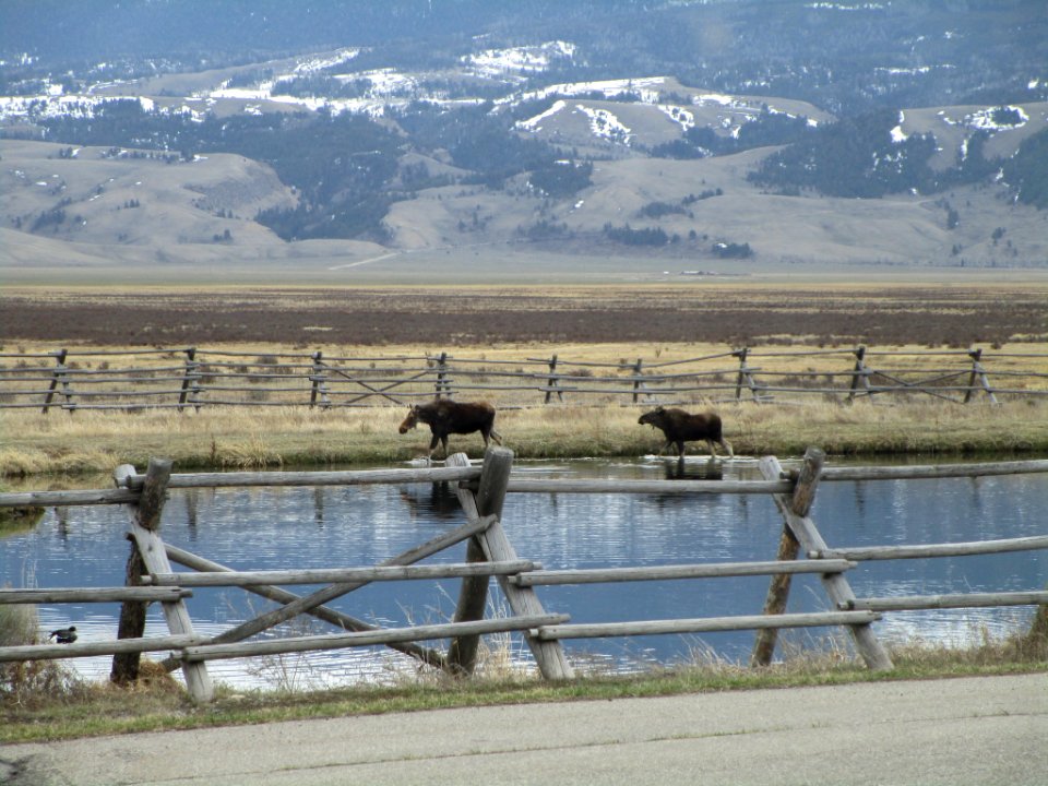 Moose Duo (51251081166)