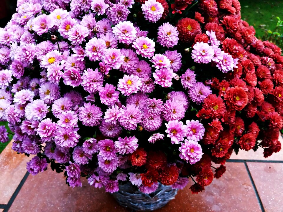 Plant flowering violet
