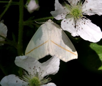 Moth and blackberry blossoms (5812331282)