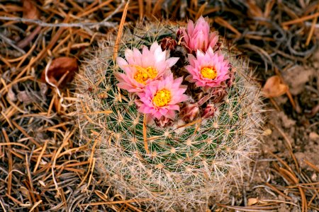 Mountain Ball Cactus in Bloom (49913683813)