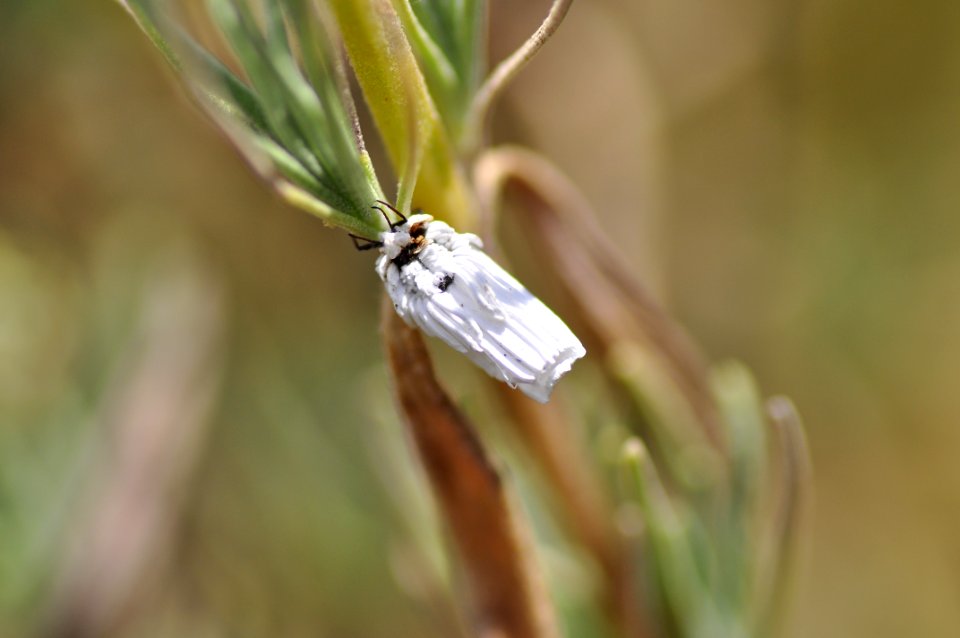 Moth or Butterfly (30687223348)