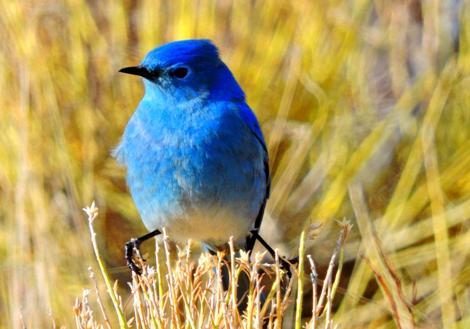 Mountain Bluebird (32351388894)
