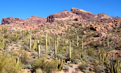 Mountain Peak and Cactus (12597510083) photo
