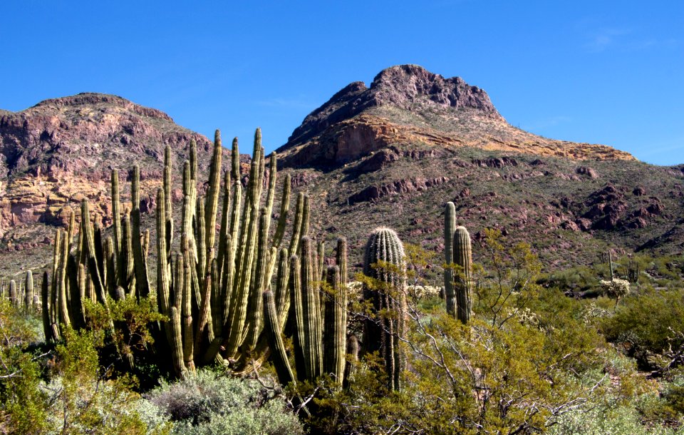 Mountains and Organ Pipe Cactus (12597829294)