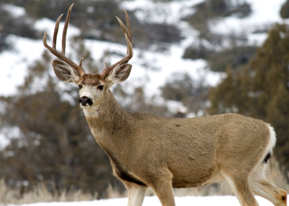 Mule deer buck11 sumpter unit myatt odfw (4458476334)