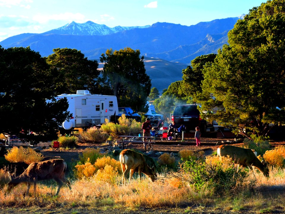 Mule Deer in Piñon Flats Campground (34761807615)
