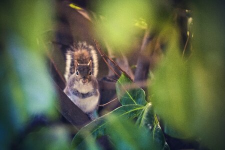 Woods forest squirrel