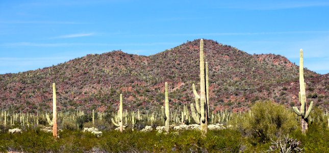 Mountain and Saguaro Cactus (12597464573)