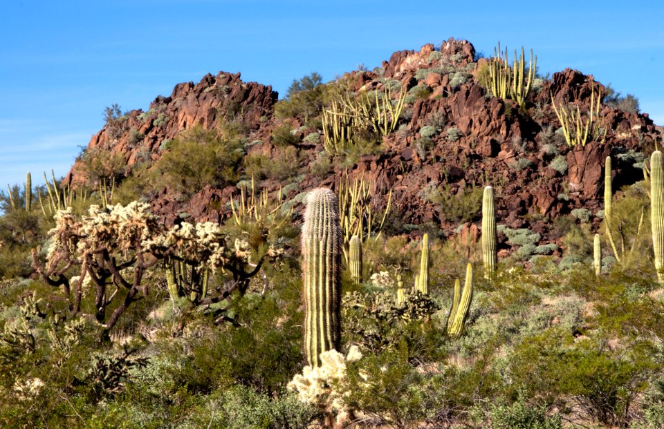 Multiple Cactus Varieties (12597501003)