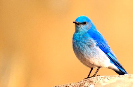 Mountain Bluebird (46666784835)