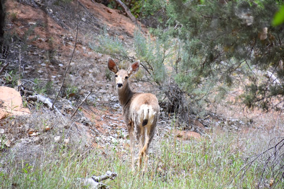 Mule Deer (35638242806)