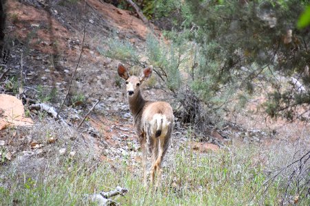 Mule Deer (35638242806)