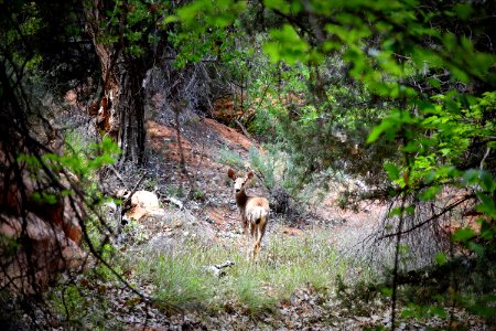 Mule Deer Spotted (35547459461)