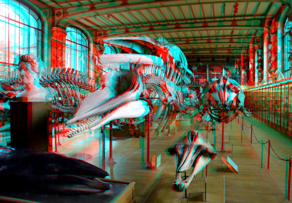Musee National d'Histoire Naturelle Paris 3D (37230851632)