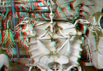 Museum national d'Histoire naturelle Paris 3D (29665760470)