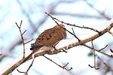 Mourning dove, December 2020 -- Warren Bielenberg (50771134937)