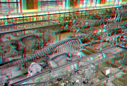 Museum National d'Histoire Naturelle Paris 3D (36857948533)