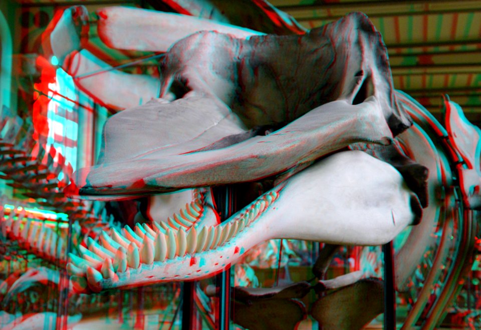 Museum National d'Histoire Naturelle Paris 3D (37427193416)