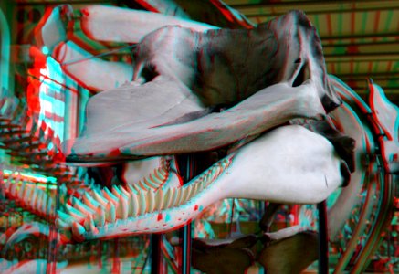 Museum National d'Histoire Naturelle Paris 3D (37427193416)
