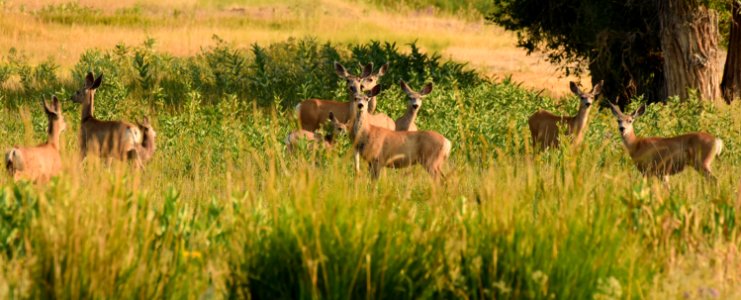 Mule deer at Seedskadee National Wildlife Refuge (51374251821)