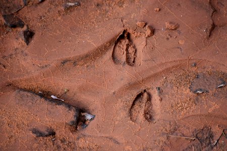 Mule Deer Tracks (34836988114)