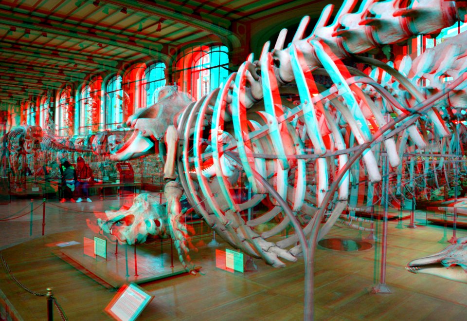 Museum National d'Histoire Naturelle Paris 3D (23475250548)