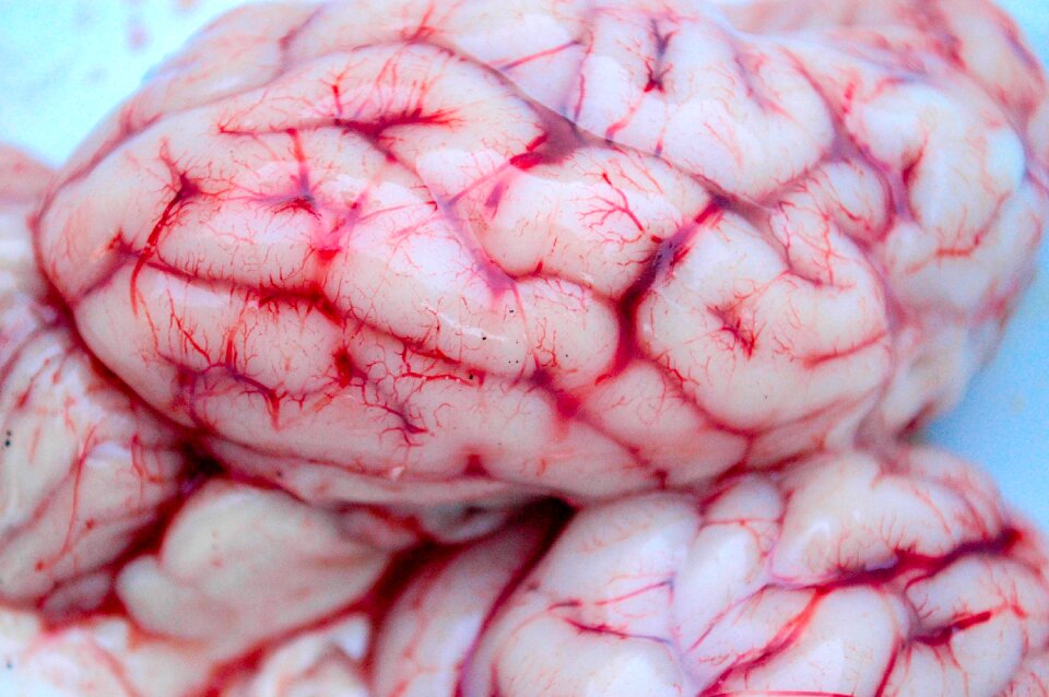 Anatomy medicine psychology