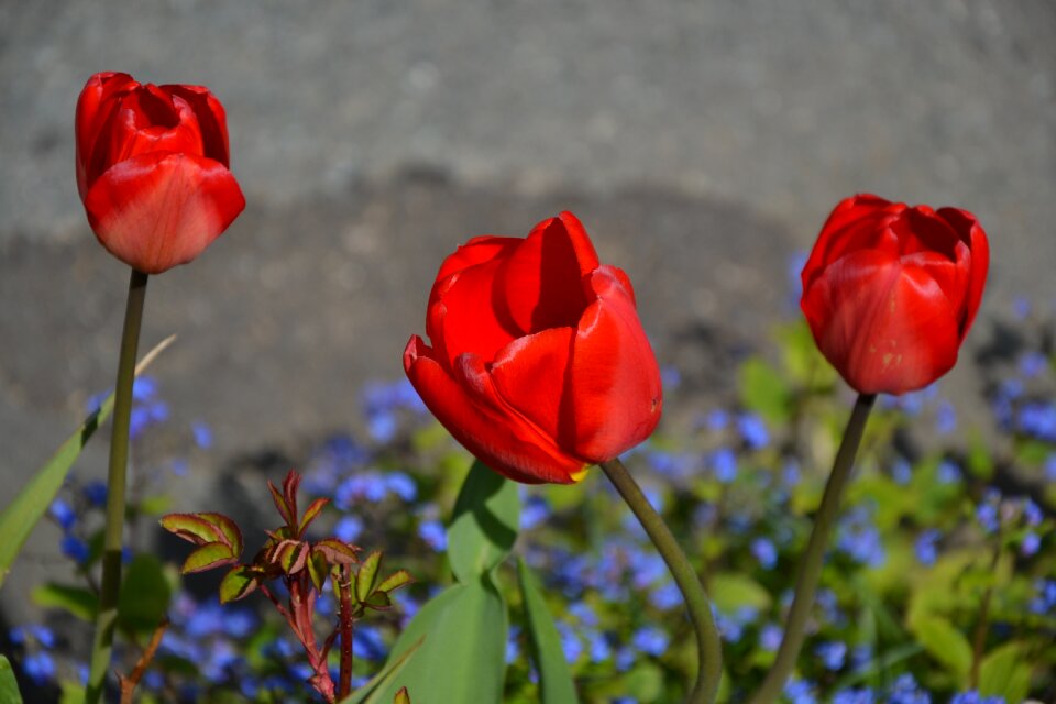 Tulip leaf road photo