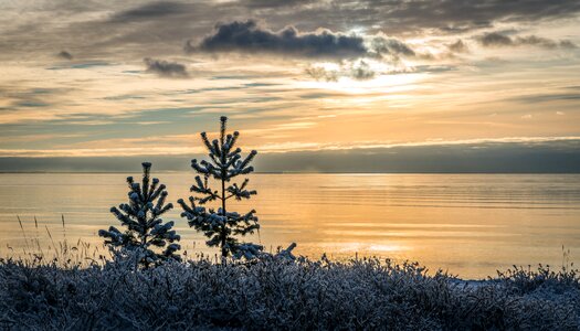 Pine snow water