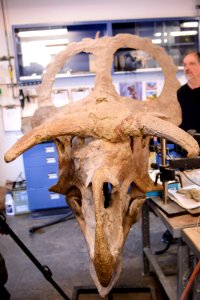 Nasutoceratops skull reconstruction